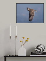 Short-eared Owl Poster och Canvastavla
