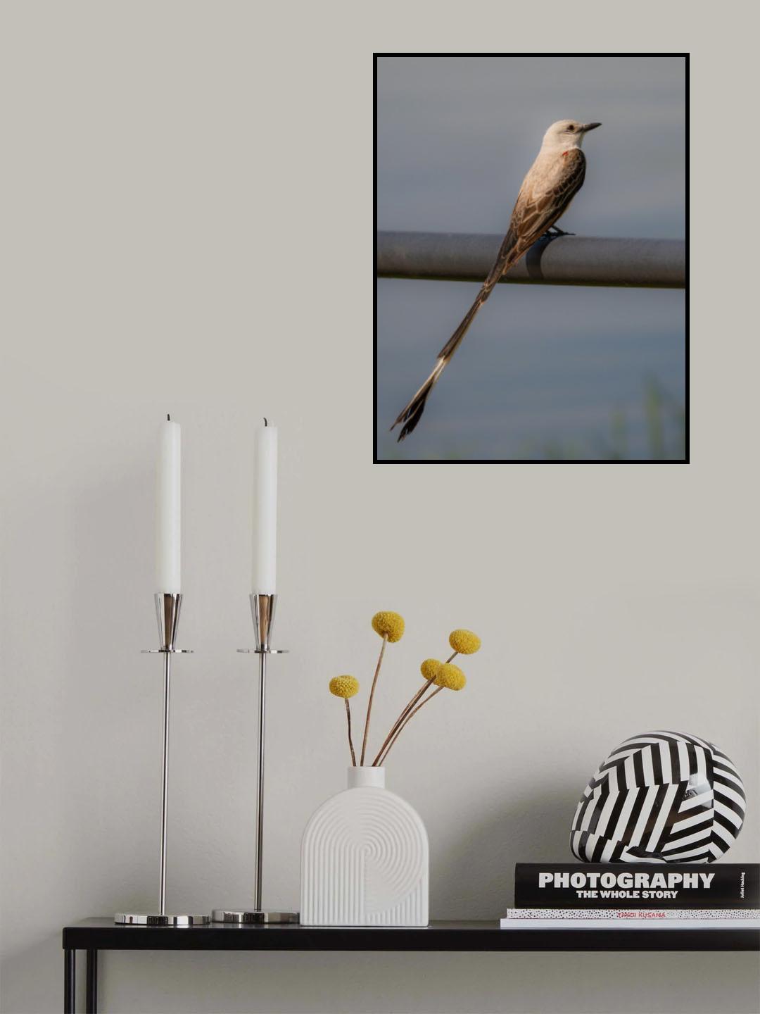 Scissor-tailed flycatcher portrait Poster och Canvastavla