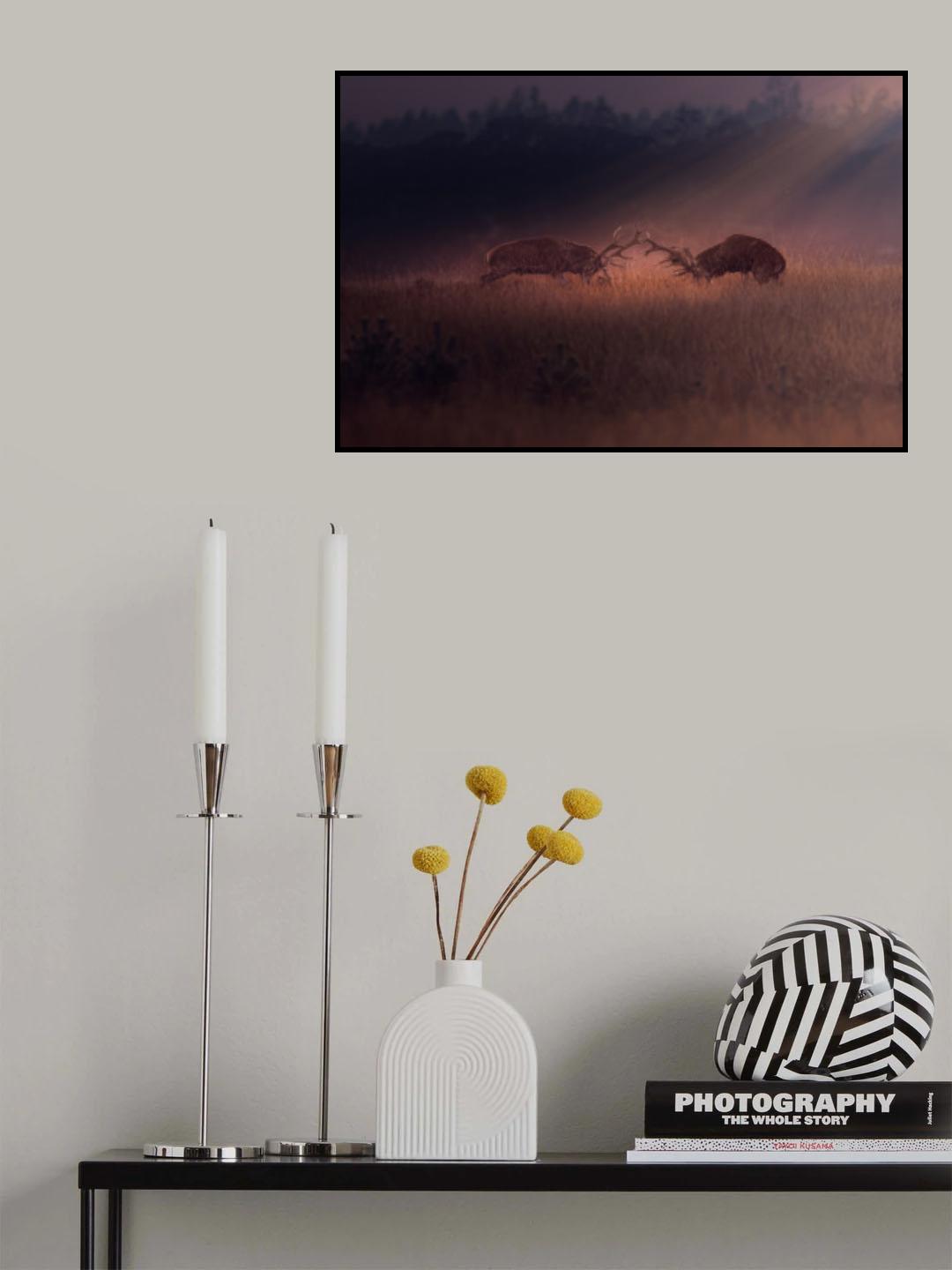 Battle of stag in the spotlight Poster och Canvastavla