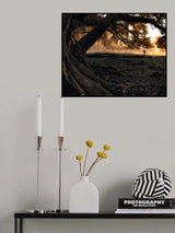 Ancient Autumn II Poster och Canvastavla