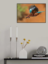 White Throated Kingfisher Poster och Canvastavla