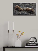 Ibex Poster och Canvastavla