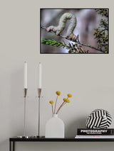 Ω Poster och Canvastavla