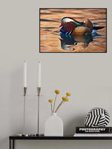 Mandarin duck Poster och Canvastavla