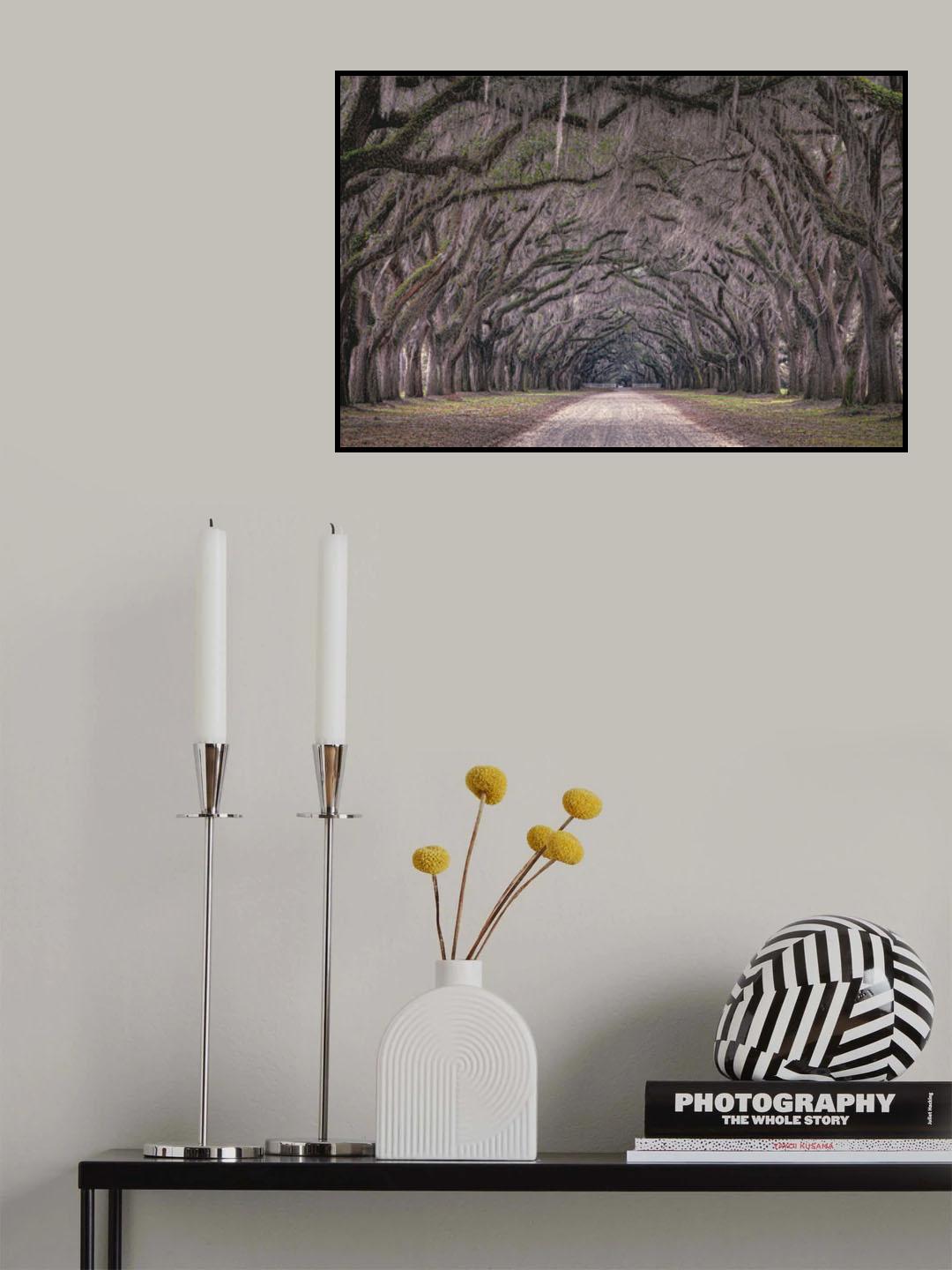 Oaks avenue Poster och Canvastavla