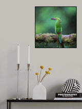 Crimson-rumped toucanet Poster och Canvastavla