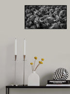 asian buffaloes Poster och Canvastavla