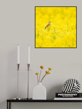 Yellow wagtail Poster och Canvastavla