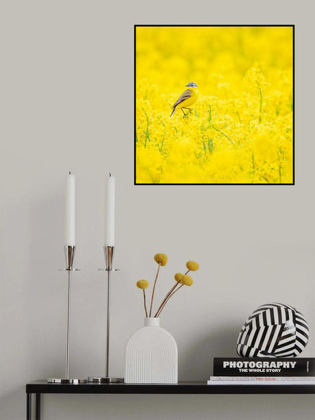 Yellow wagtail Poster och Canvastavla