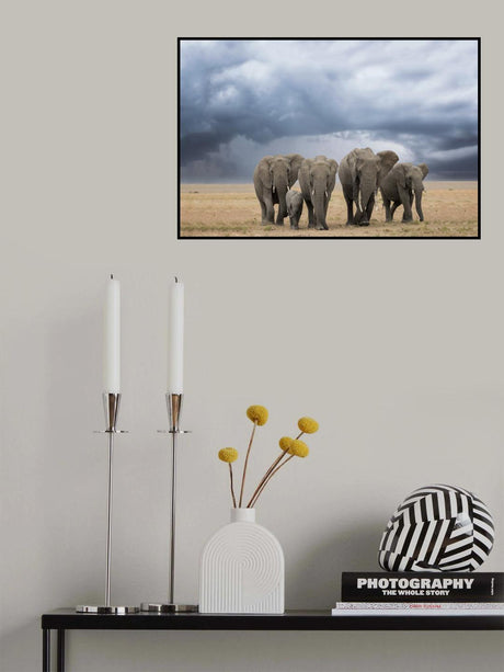 Elephant Walk Poster och Canvastavla