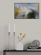 Anemone nemorosa Poster och Canvastavla