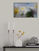Anemone nemorosa Poster och Canvastavla