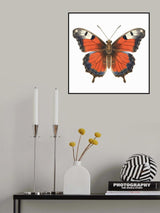 Butterfly 49 Poster och Canvastavla