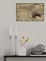 The Long Legged Buzzard found his meal Poster och Canvastavla