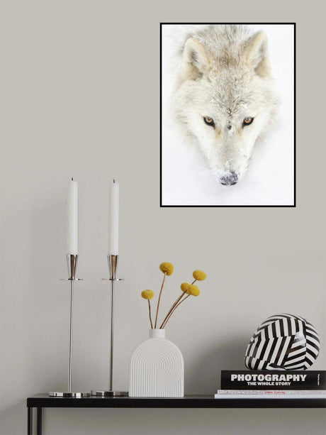 Arctic Wolf Closeup Poster och Canvastavla