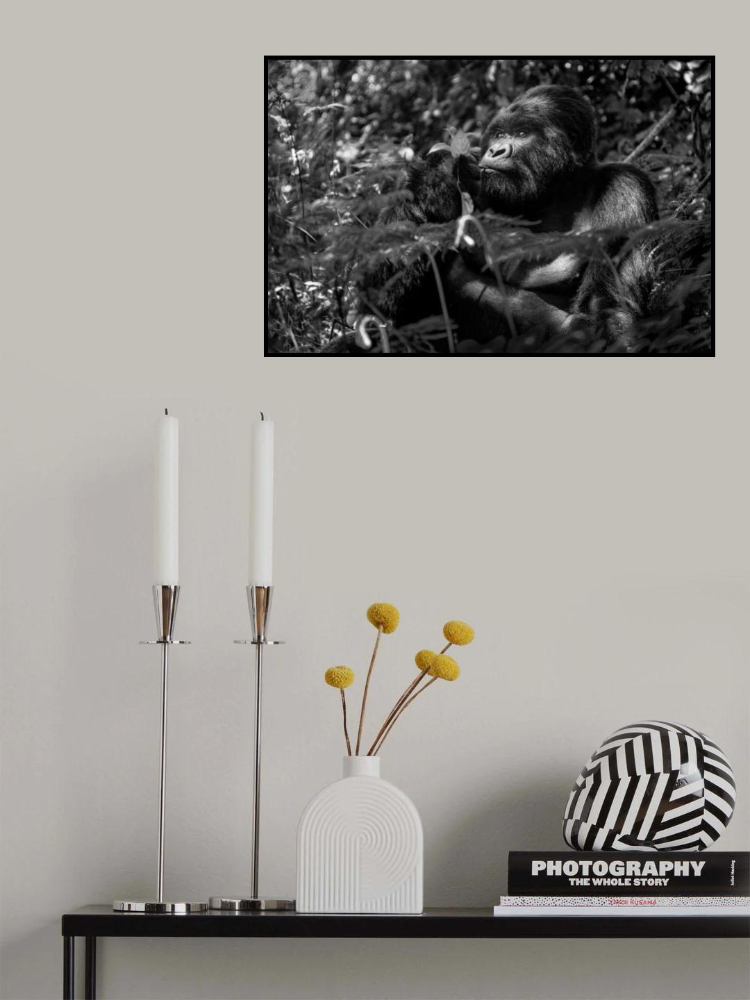 Kwitonda Silverback 2 Poster och Canvastavla