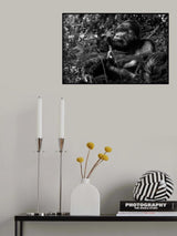 Kwitonda Silverback 2 Poster och Canvastavla