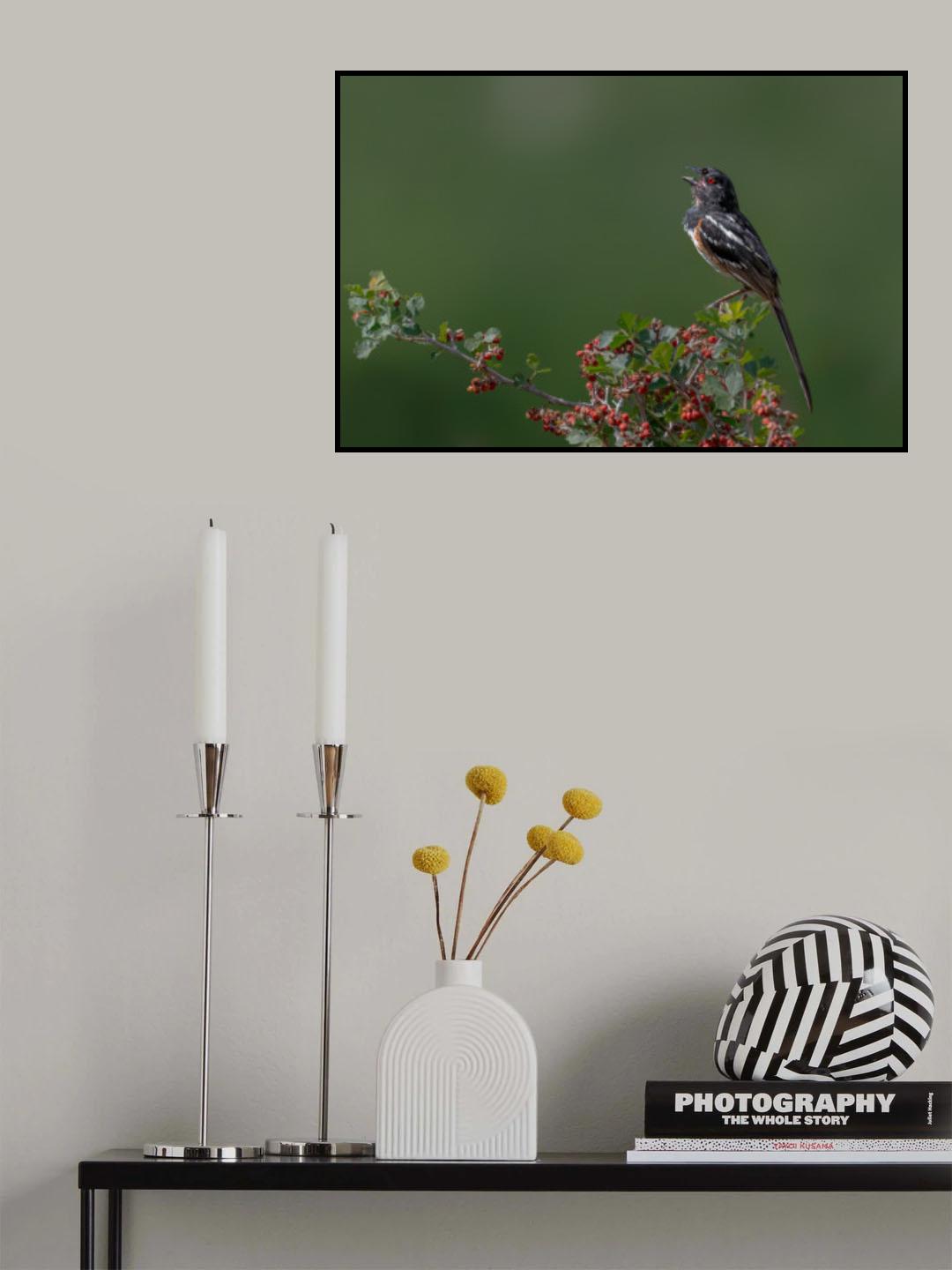 Spotted towhee Poster och Canvastavla