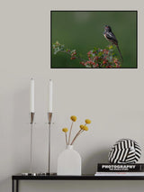 Spotted towhee Poster och Canvastavla
