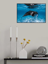 Manta Feeding #1 Poster och Canvastavla
