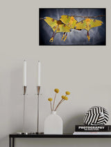 ♀♀♀ Poster och Canvastavla