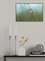 Common Blue Poster och Canvastavla