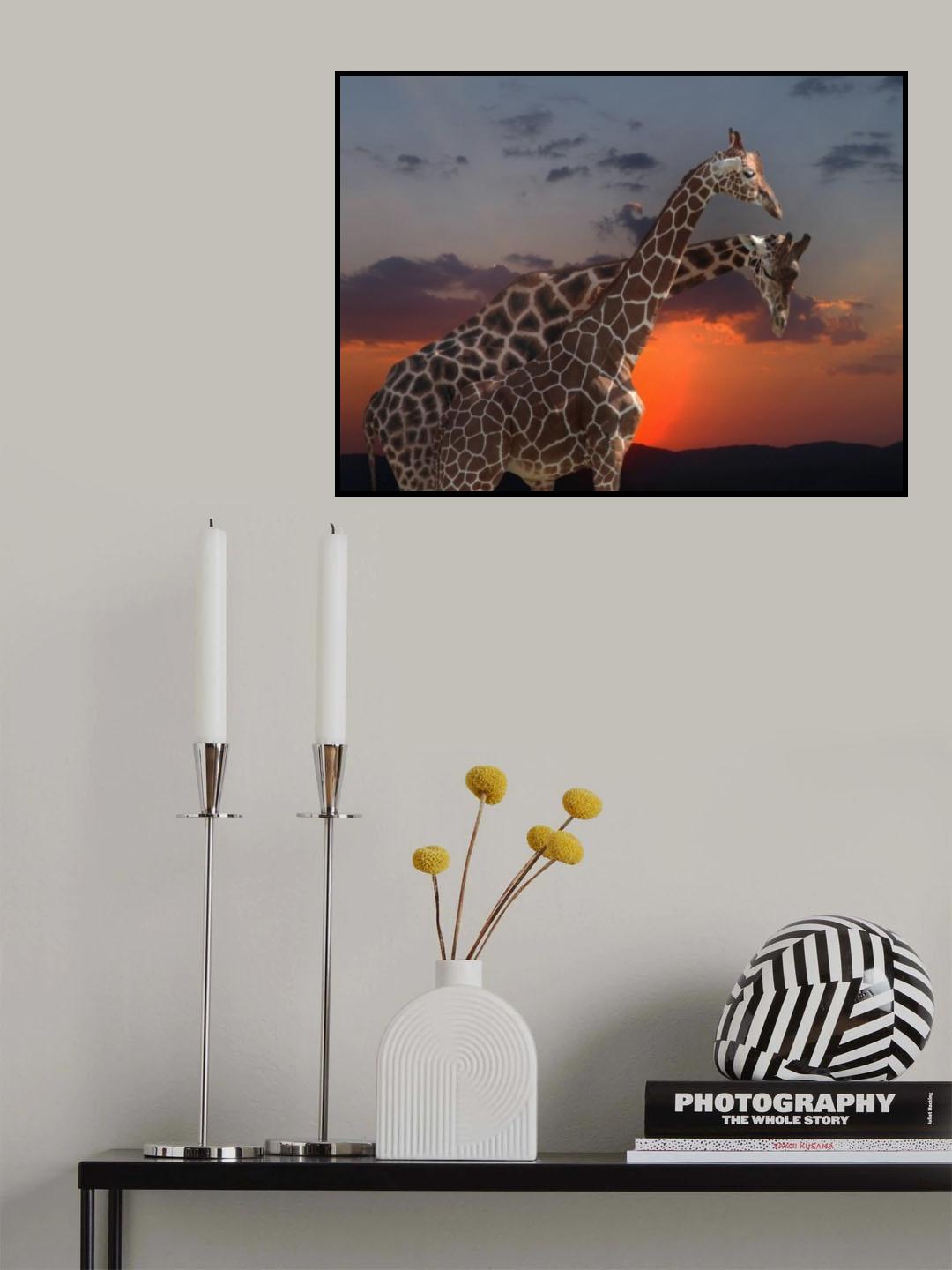 two girafes Poster och Canvastavla