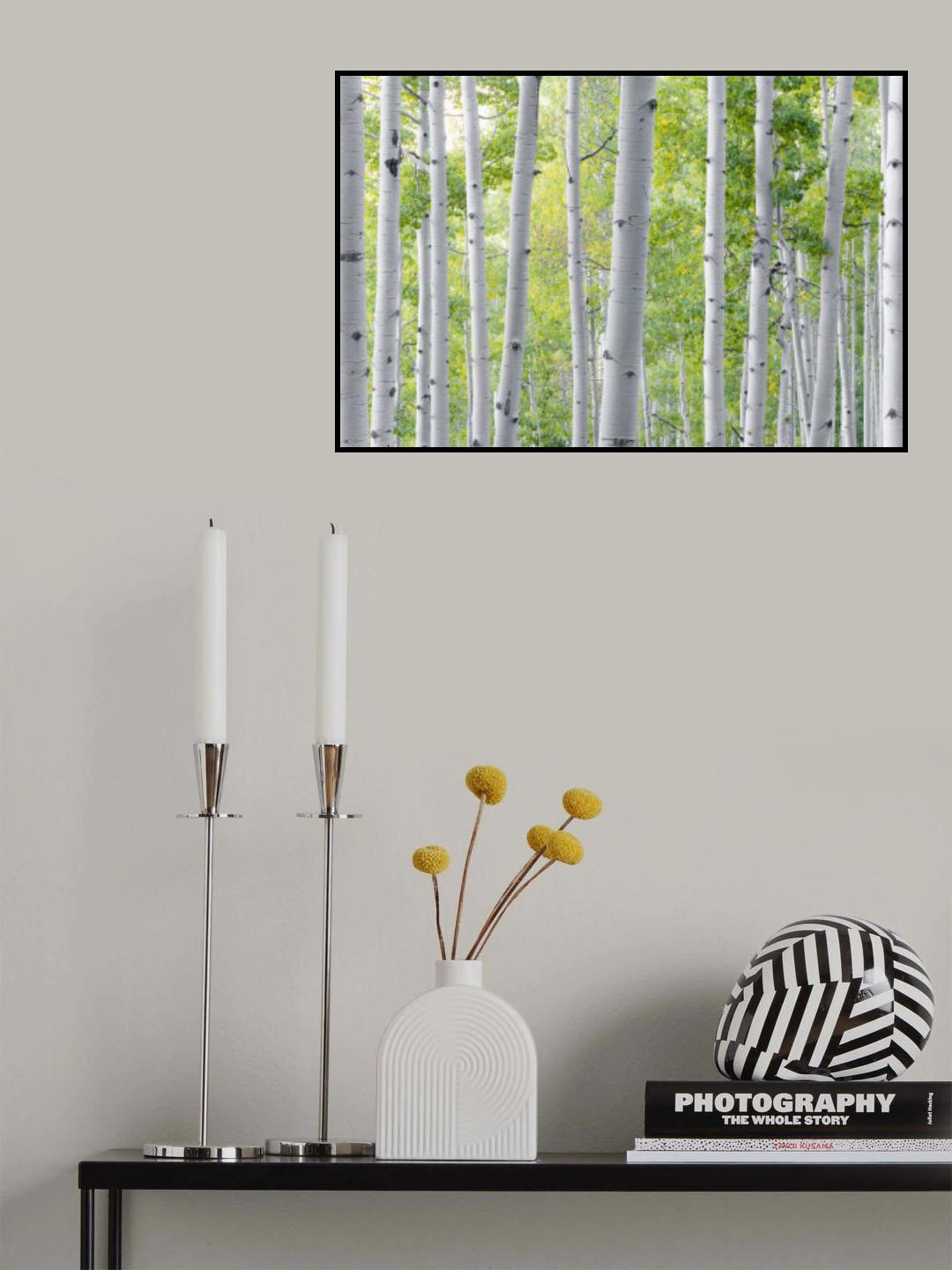 Birch Forest Poster och Canvastavla