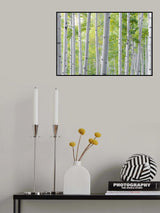 Birch Forest Poster och Canvastavla