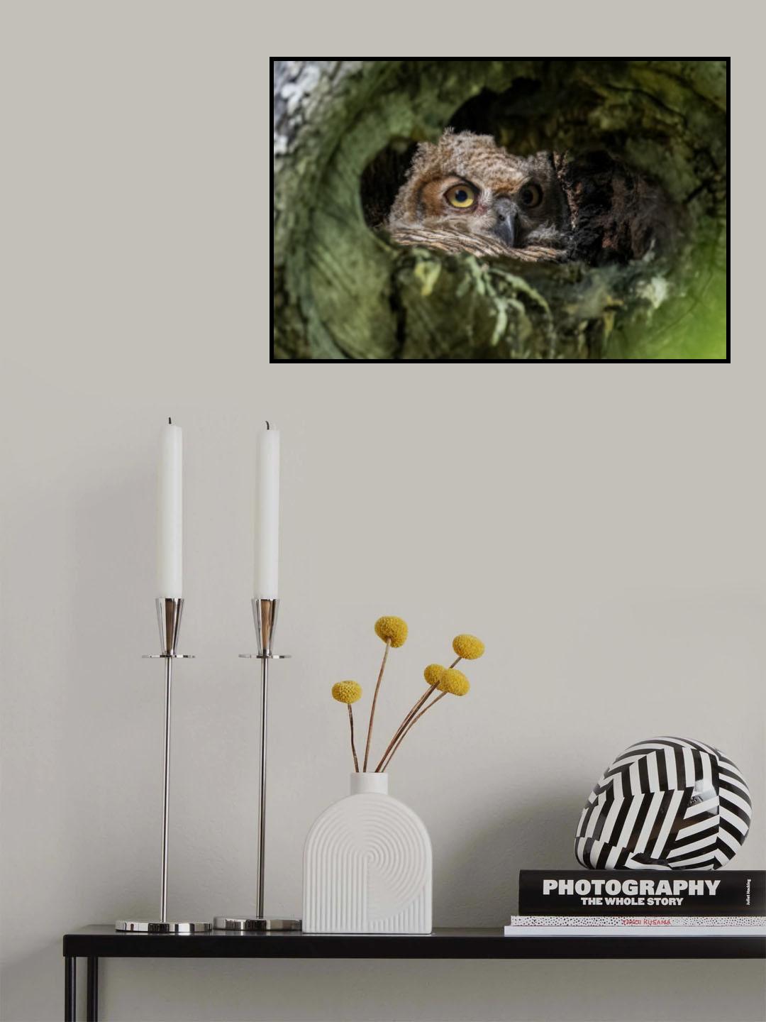 Full of Curiosity Poster och Canvastavla