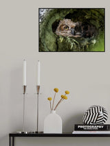Full of Curiosity Poster och Canvastavla