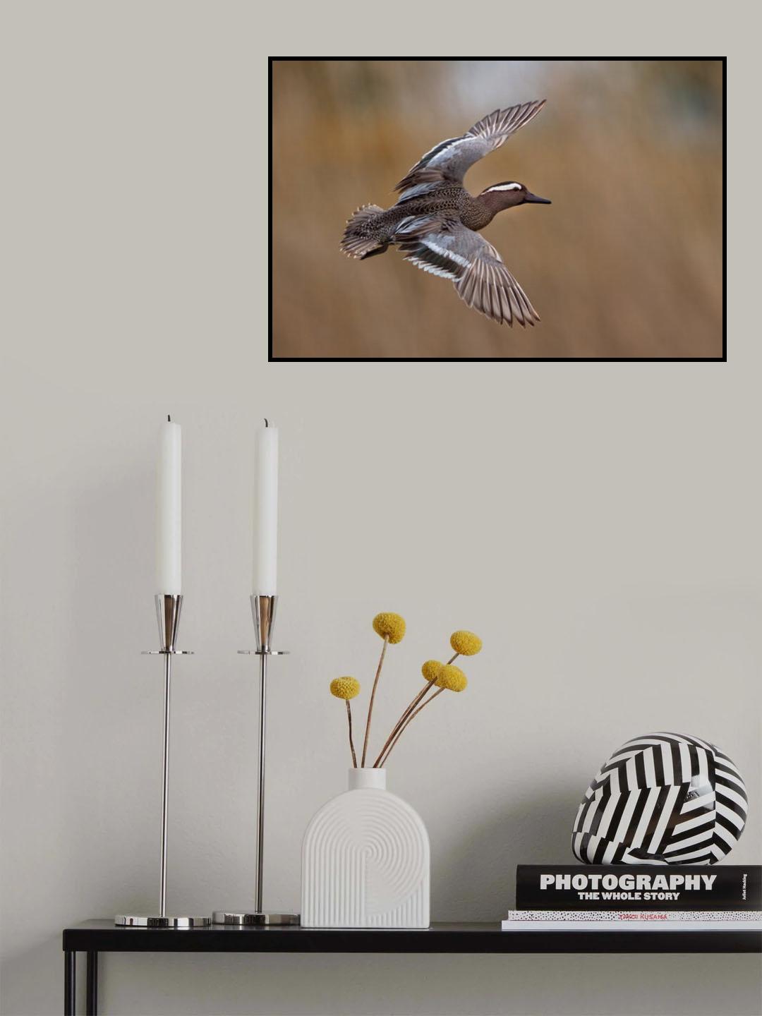 Garganey Poster och Canvastavla
