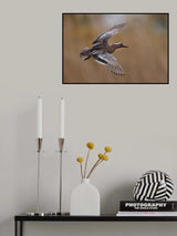 Garganey Poster och Canvastavla