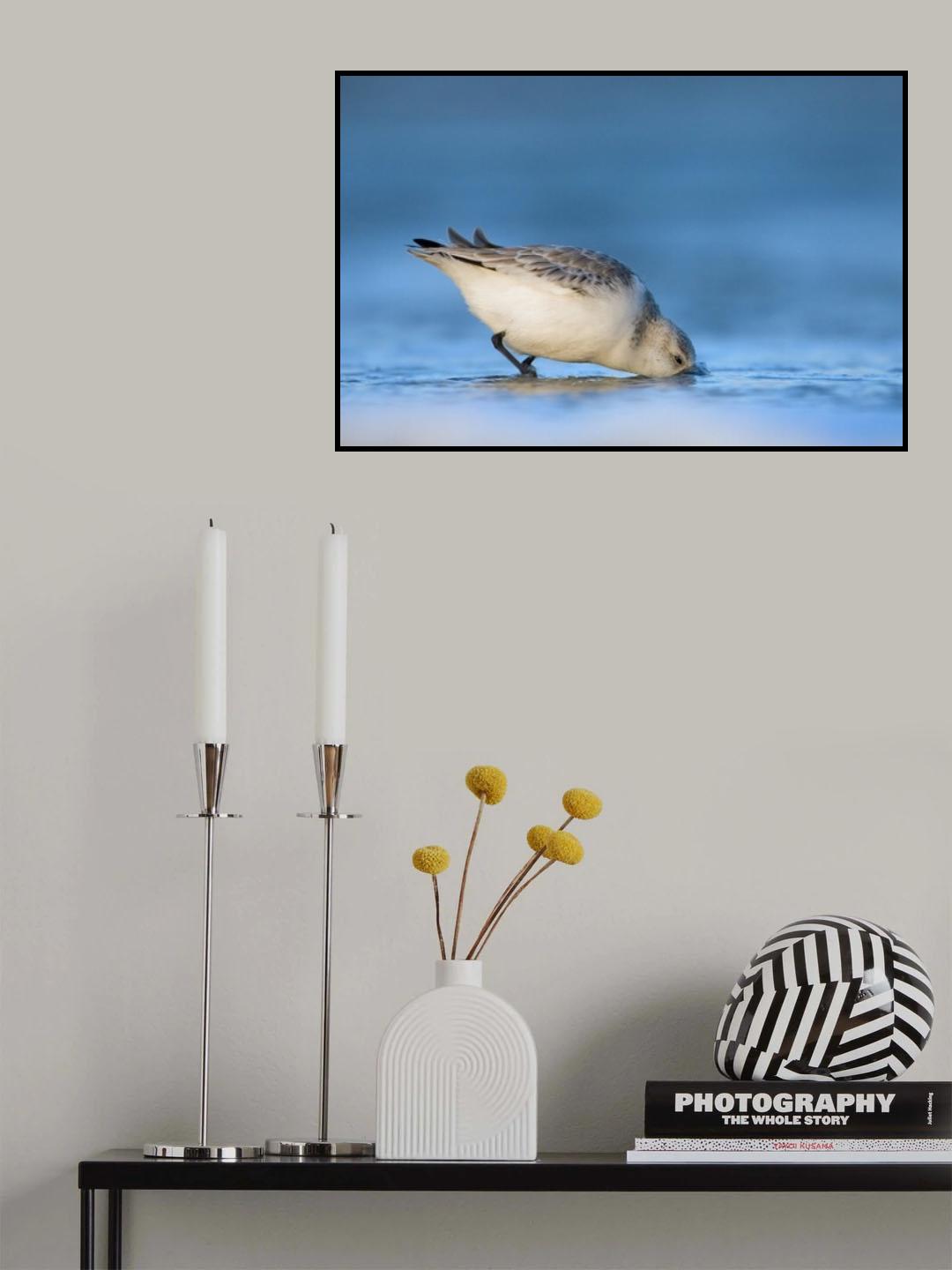 Sanderling Poster och Canvastavla