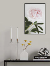 Peony 10 Poster och Canvastavla