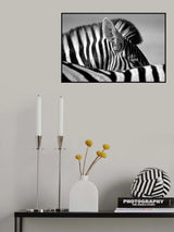 Curious Zebra Poster och Canvastavla