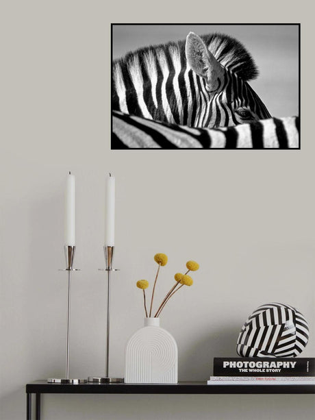 Curious Zebra Poster och Canvastavla
