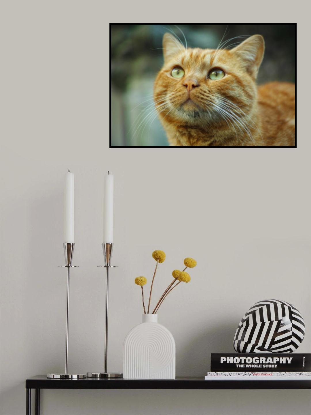 ginger cat Poster och Canvastavla