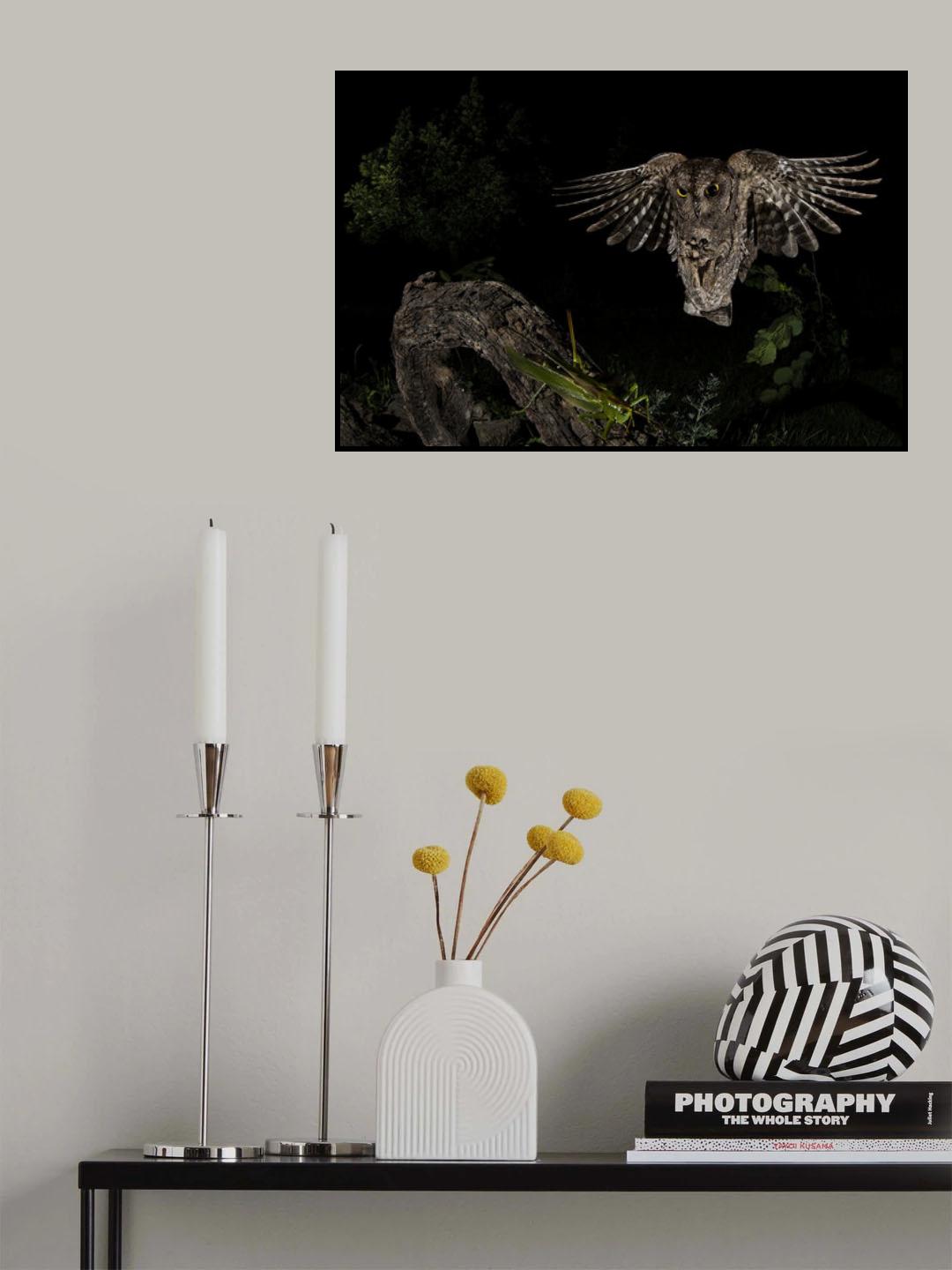 Scops owl Poster och Canvastavla