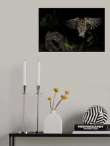 Scops owl Poster och Canvastavla