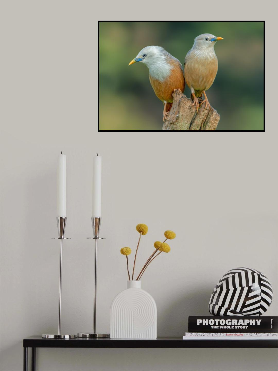 Love birds Poster och Canvastavla