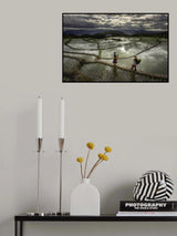 Chiang Mai Rice Fields Poster och Canvastavla