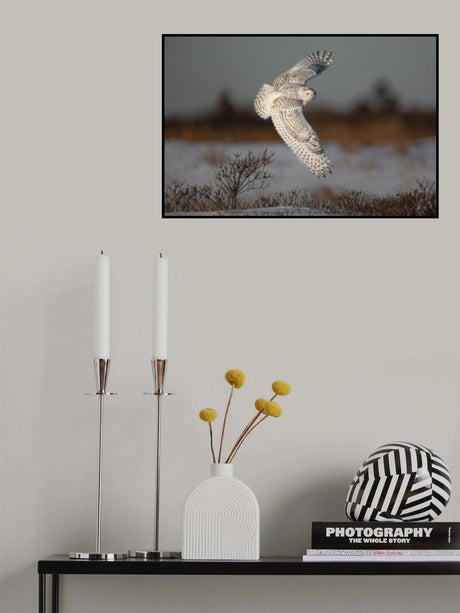 Snowy Owl Poster och Canvastavla