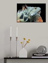 The Iguana Poster och Canvastavla