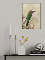 White fronted bee eater Poster och Canvastavla