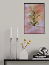 Ghost mantis Poster och Canvastavla