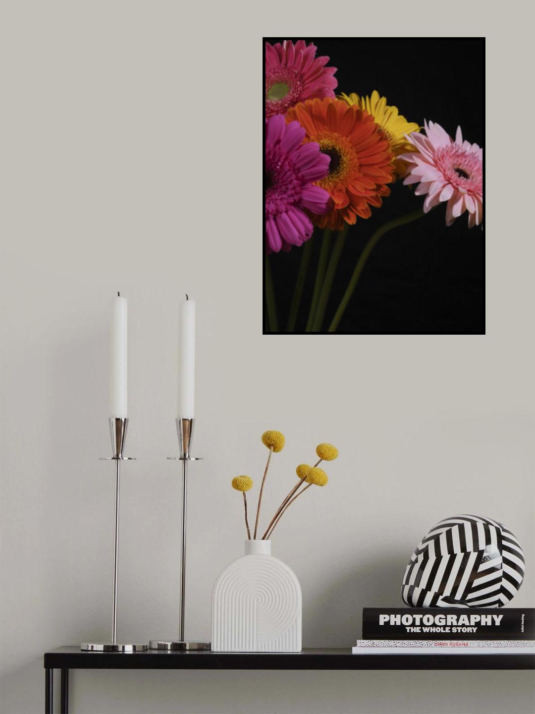 multicolored Gerbera flowers Poster och Canvastavla