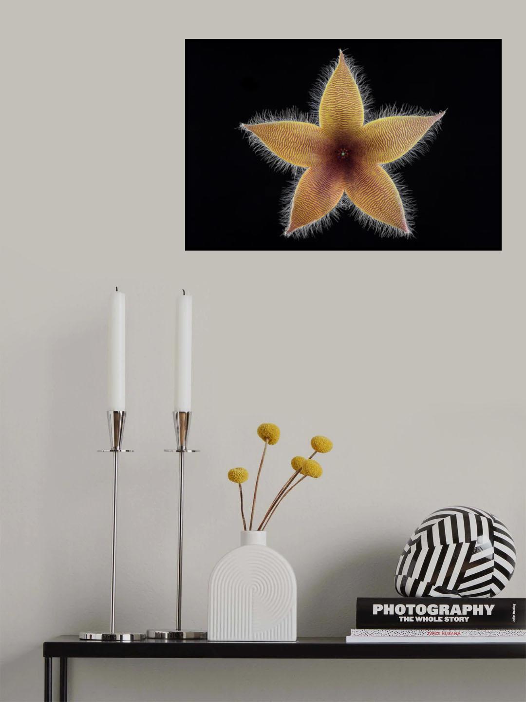 Stapelia grandiflora Poster och Canvastavla
