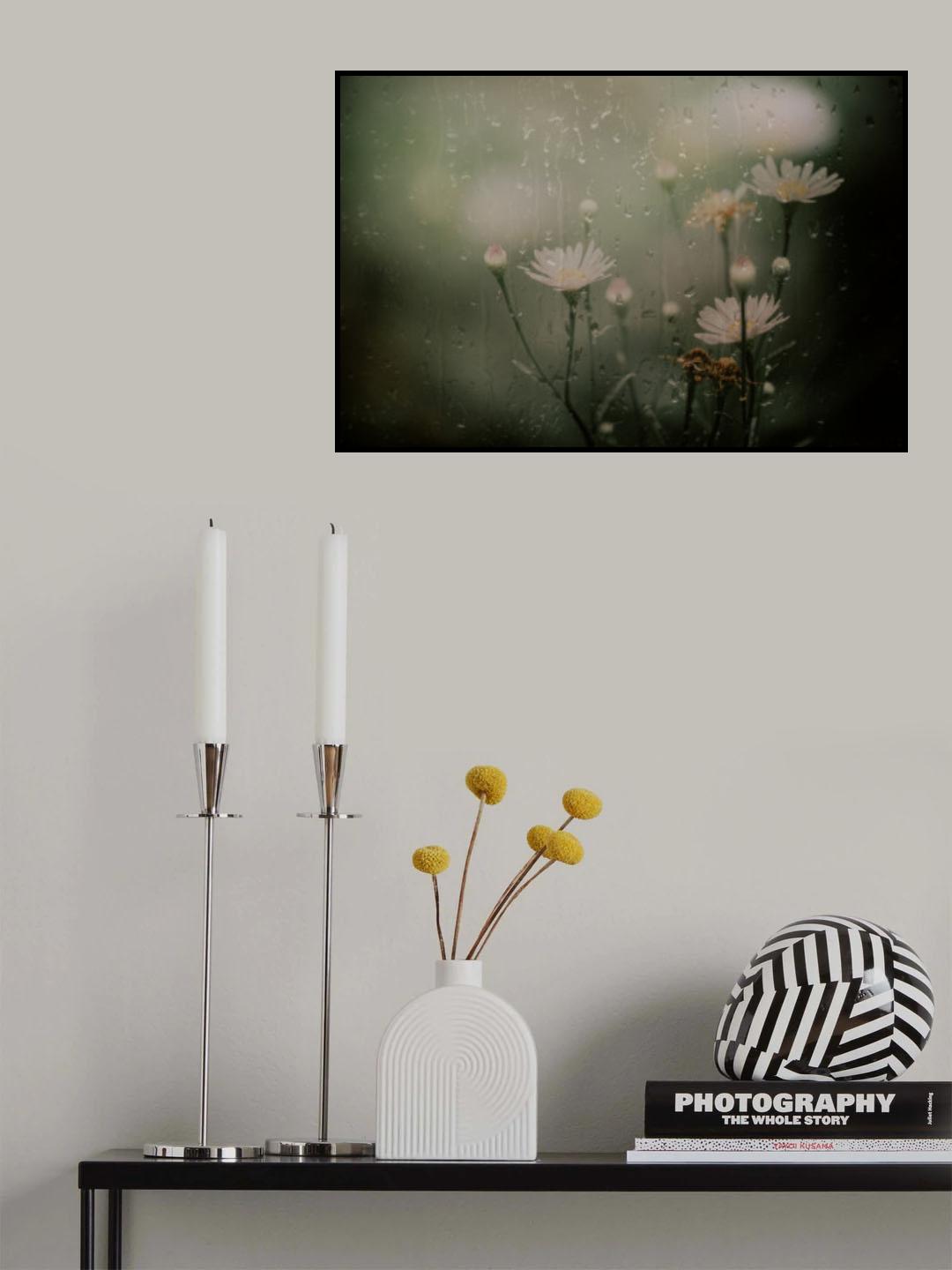 daisy in rain Poster och Canvastavla