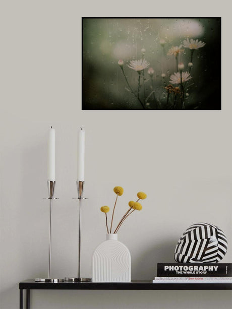 daisy in rain Poster och Canvastavla